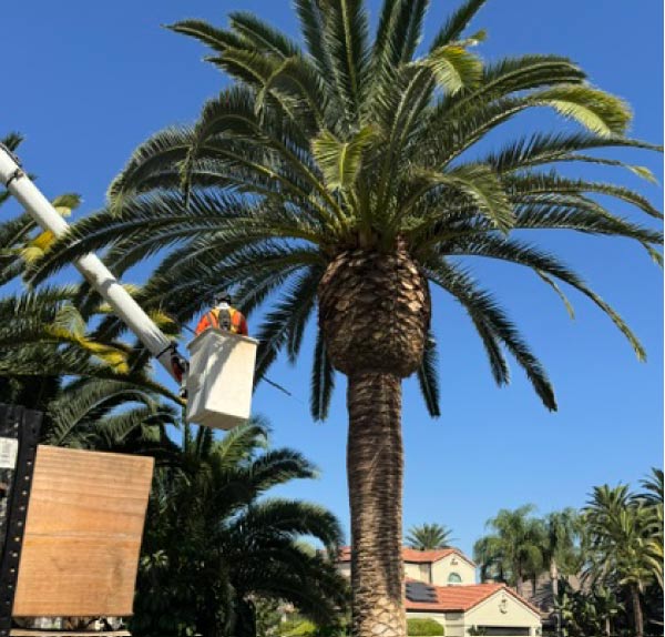 Palm Tree Service Visalia