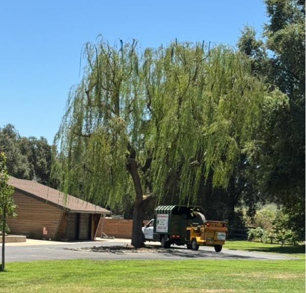Tree Pruning Visalia