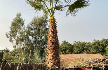 Palm Tree Service Visalia
