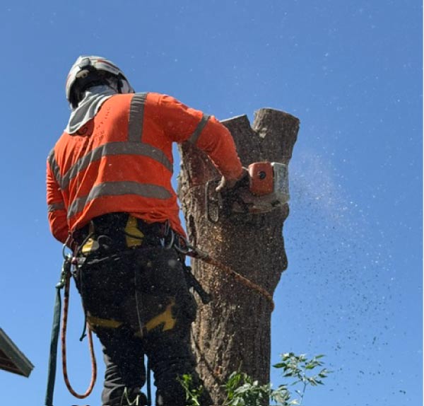 Tree Service Visalia