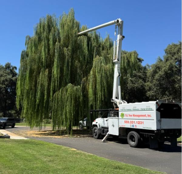 Tree Service Visalia