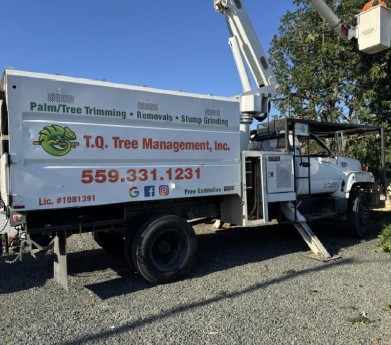 about T.Q. Tree Management Inc