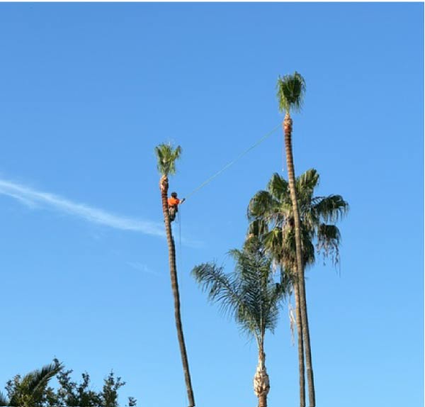 Tree Trimming Visalia