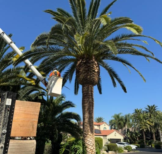 Tree Service - T.Q. Tree Management Inc