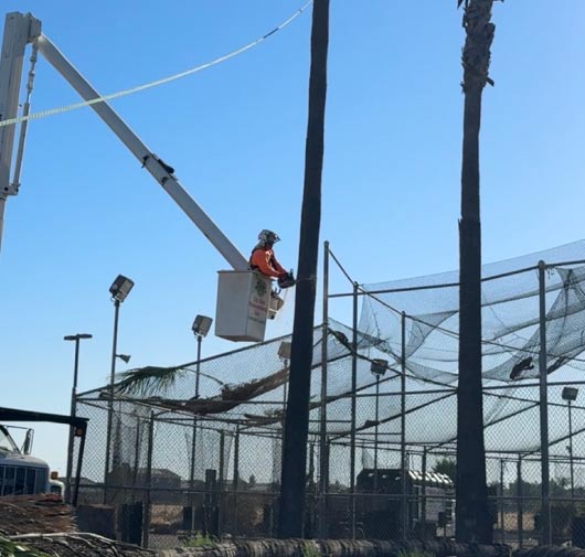 Tree Service - T.Q. Tree Management Inc