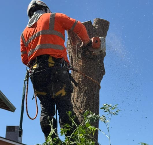 Tree Service - T.Q. Tree Management Inc
