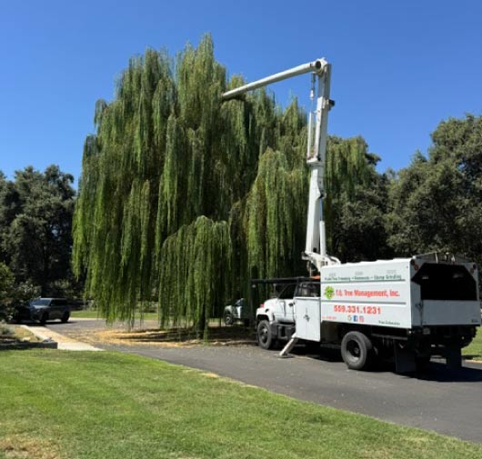 Tree Service - T.Q. Tree Management Inc