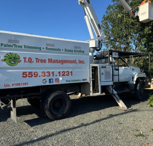 Tree Service - T.Q. Tree Management Inc