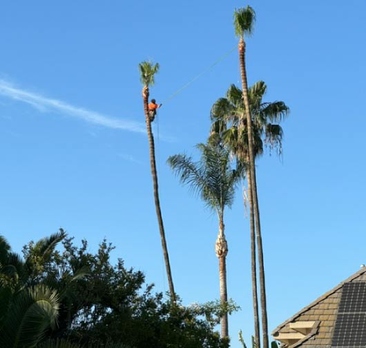 Tree Service - T.Q. Tree Management Inc