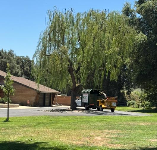 Tree Service - T.Q. Tree Management Inc