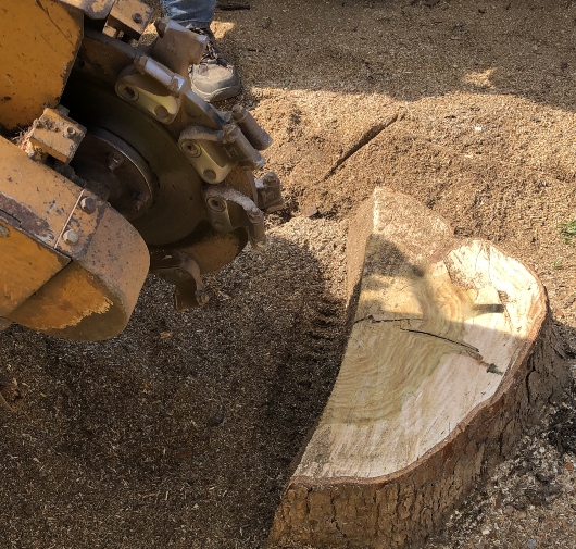 Stump Grinding - T.Q. Tree Management Inc